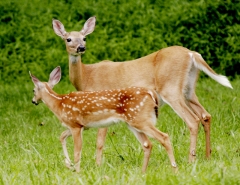 mother and fawn © Dave Hickey (hicspix)